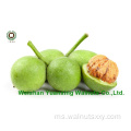 Warna ringan Walnut Snack Walnut (LP)